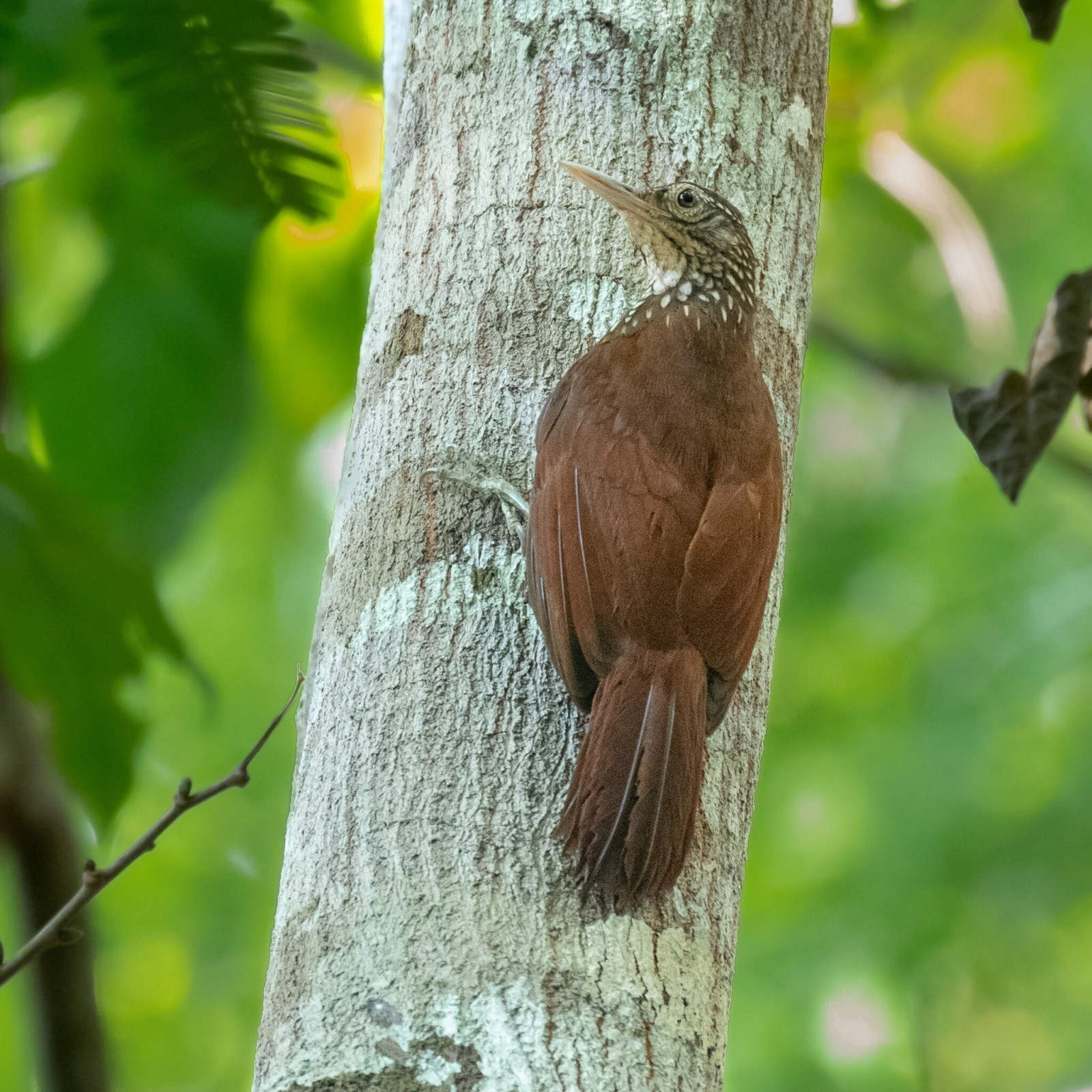 image Straight-billed Woodcreeper